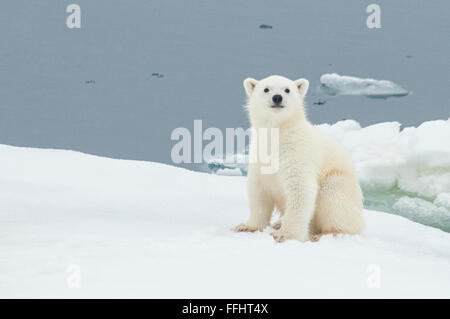 Cute little Polar Bear Cub, Ursus Maritimus, sitting on an ice floe in the arctic sea, Svalbard Archipelago, Norway Stock Photo