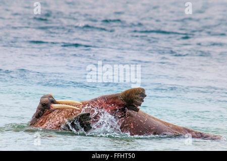 Walrus, Odobenus rosmarus, swimming on his back, Svalbard Archipelago, Norway Stock Photo