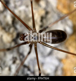 Daddy longlegs spider (Pholcus phalangioides). Detail of a spider in the family Pholcidae, common in cellars Stock Photo