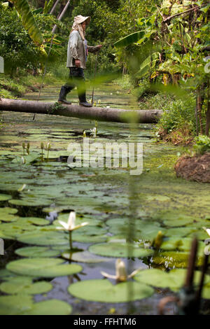Woman farmer walking on a trunk. Ko Kret (also Koh Kred) is an island in the Chao Phraya River, 20 km north of Bangkok, Thailand Stock Photo