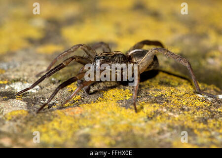 Trochosa ruricola wolf spider on stone. A male spider showing extensive dark markings on leg I, in the family Lycosidae Stock Photo