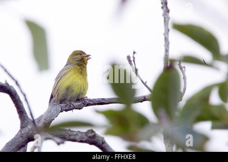 Atlantic Canary (Serinus canaria), male siging from perch, Tenerife, Canary Islands, Spain. Stock Photo