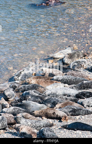 Grey seals, Skomer Island, South Wales Stock Photo