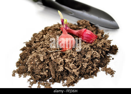 Red Onion Bulbs on Garden Soil Stock Photo