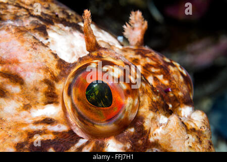 Close-up of the eye of a curious cabezon fish in cool California water