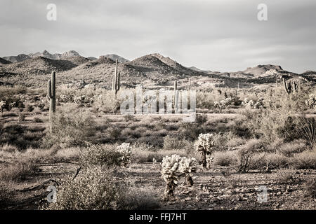 An image of the Superstition desert in Arizona shows the rugged detail of a dry wilderness with a saguaro cactus Stock Photo