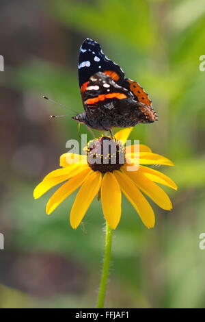 Red Admiral Butterfly perched on Black Eyed Susan.  Tongue of butterfly is visible. Stock Photo