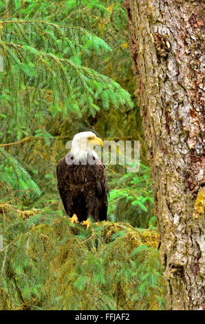 American Bald Eagle perched on tree limb. Stock Photo