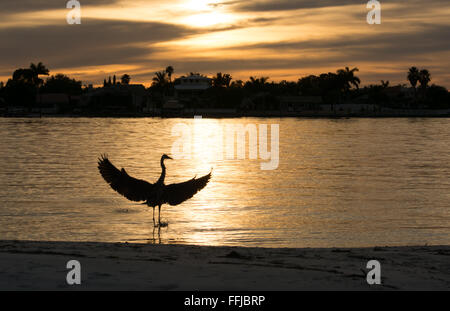 Great Blue Heron Landing in the Ocean at the sunset Stock Photo