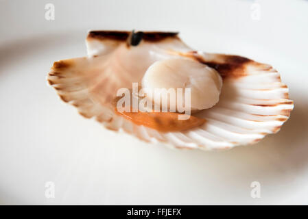 Fresh opened scallop on white dish Stock Photo