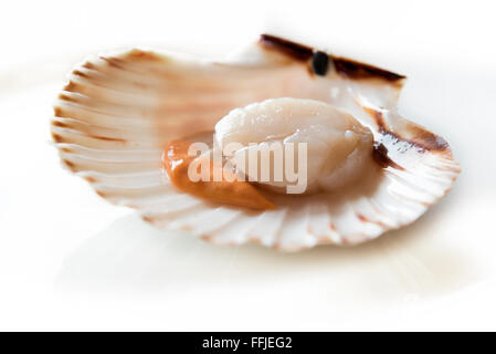 Fresh opened scallop on white background Stock Photo