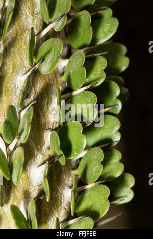 Detail of leaves and thorns of an Alluaudia adscendens plant. The leaf of this succulent is heart shaped Stock Photo