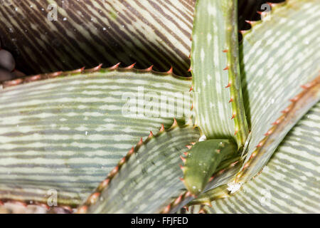 Macro details of leaves of an Aloe branddraaiensis succulent. This plant has a rosette of large, thick, fleshy leaves Stock Photo