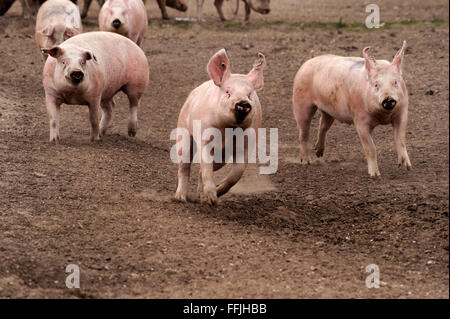 Domestic pigs running in pig enclosure on pig farm in Suffolk, April 2012 Stock Photo