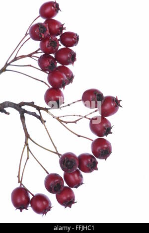 Hawthorn bunch with red berries isolated on white background Stock Photo