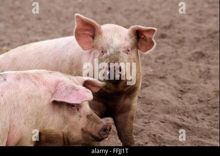 Two domestic pigs, in pig enclosure on pig farm in Suffolk, April 2012 Stock Photo