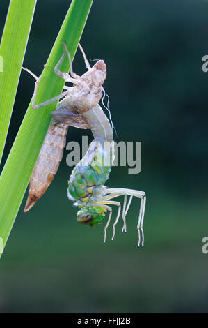 Emperor Dragonfly (Anax Imperator) emerging from larval case, perched on yellow flag iris reeds (Iris pseudacorus), beside garde Stock Photo