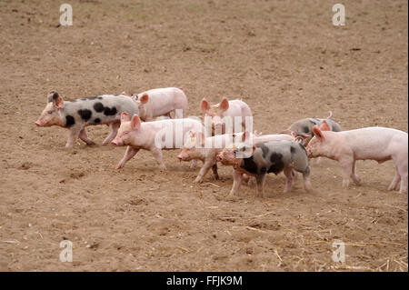 Piglets walking across enclosure on pig farm in Suffolk, April 2012 Stock Photo