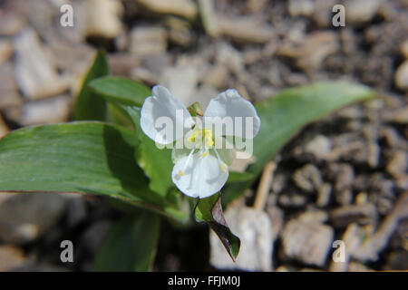 Macro shot of white commelina flower (Commelina virginica) and plant  in chalk soil with weathered wood chips Stock Photo