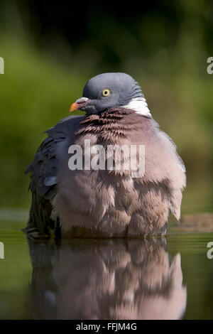 Woodpigeon portrait (Columba palumbus) sitting in garden pond, during bathing, Bentley, Suffolk, 2009 Stock Photo