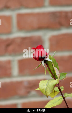 Bud of hybrid tea rose 'ruby wedding' in front of a brick wall Stock Photo