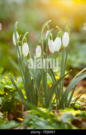 Close up photograph showing a bunch of Snowdrops in woodland on a winter day in North Lincolnshire, UK. February 2016. Stock Photo
