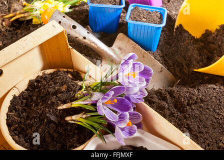 planting of violet crocus in the springtime Stock Photo