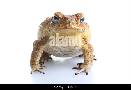 Cane Toad - Bufo marinus - or giant neotropical or marine toad.  Native to Central and South America but introduced to Australia Stock Photo