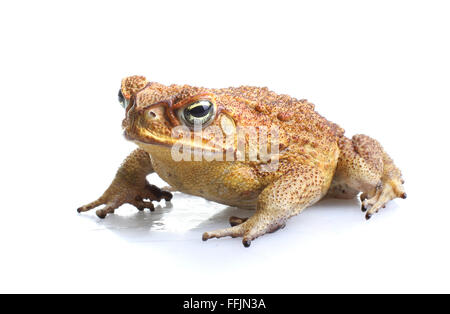 Cane Toad - Bufo marinus - or giant neotropical or marine toad.  Native to Central and South America  introduced to Australia Stock Photo
