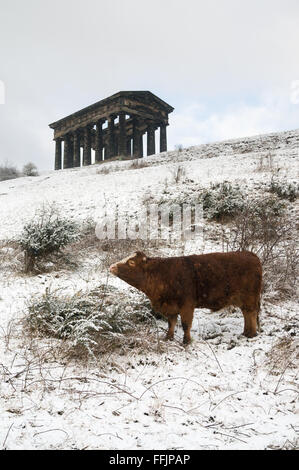 Sunderland, UK. 15th February, 2016. UK Weather: Snow falling in north east England, a cow stands in front of local landmark, Penshaw Monument Credit:  Washington Imaging/Alamy Live News Stock Photo