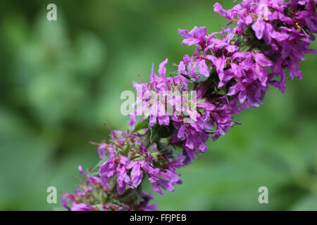 Purple loosestrife (Lythrum salicaria) flower stem, detail, in front of blurred green background Stock Photo