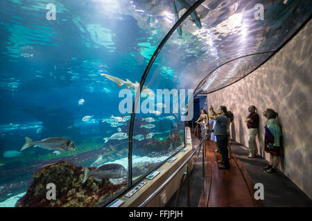 Visitors in underwater tunnel of Barcelona Aquarium, Port Vell harbor ...