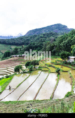 Rice field terraces in doi inthanon, Ban Pha Mon Chiangmai Thailand Stock Photo