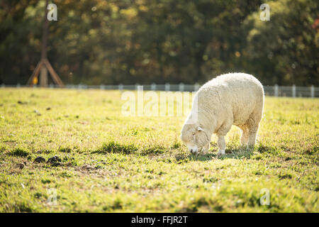 Sheep eating grass at the farm grass Stock Photo