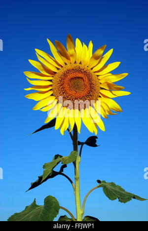 Single sunflower on clear blue sky background Stock Photo