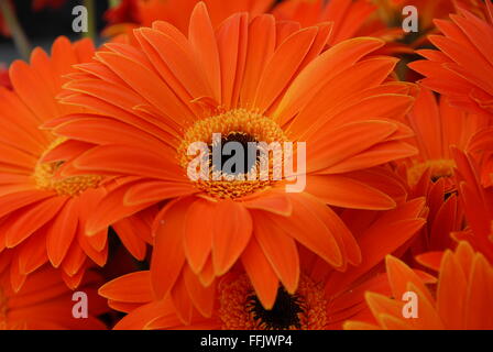 Orange gerberas Stock Photo