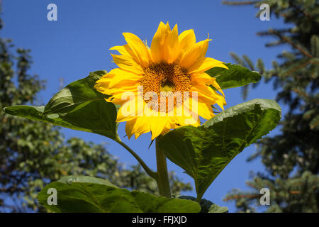 Gorgeous sunflower in bloom over blue sky Stock Photo