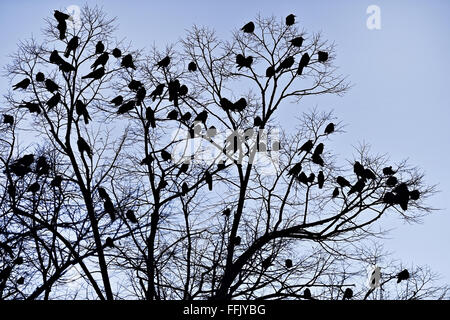 Lots of crows silhouettes in a tree shot against dusk sky Stock Photo