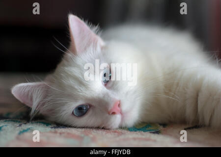 Blue Eyed Turkish Angora Cat. Stock Photo