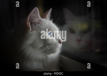 Odd eye Turkish Angora Cat Stock Photo