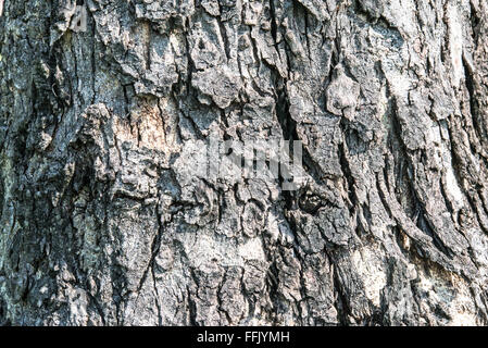 old wood cracked tree bark texture Stock Photo