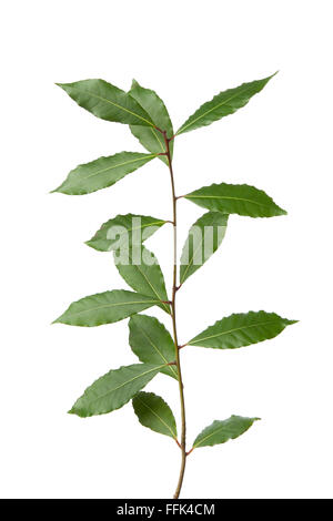Twig of fresh bay leaves isolated on white background Stock Photo