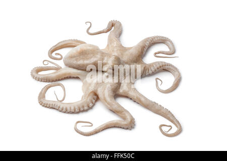 Whole single fresh raw octopus isolated on white background Stock Photo