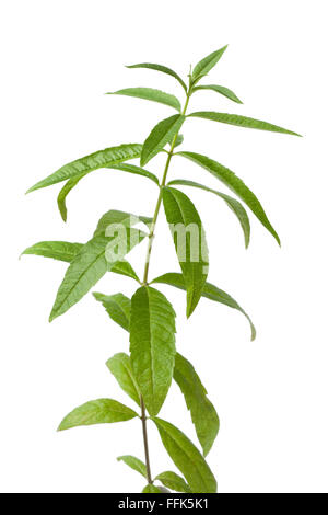 Twig of fresh lemon verbena on white background Stock Photo