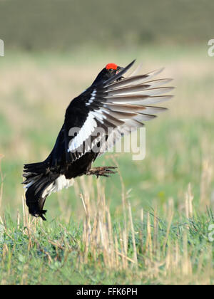 Courtship display of male Black grouse (Tetrao tetrix) early in the morning. Moscow region, Russia Stock Photo