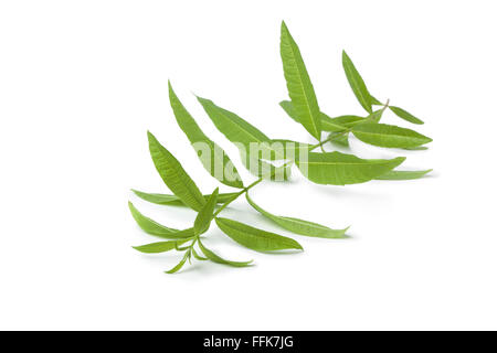 Twig of fresh verveine on white background Stock Photo
