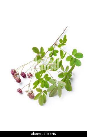 Twig of flowering Akebia on white background Stock Photo