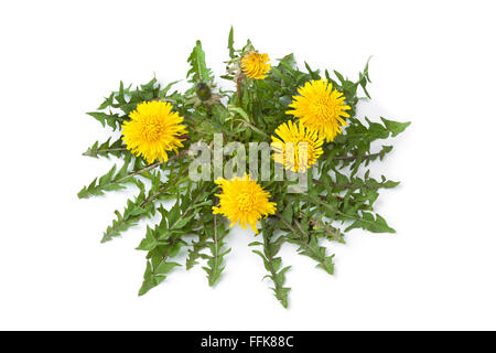 Flowering Dandelion on white background Stock Photo