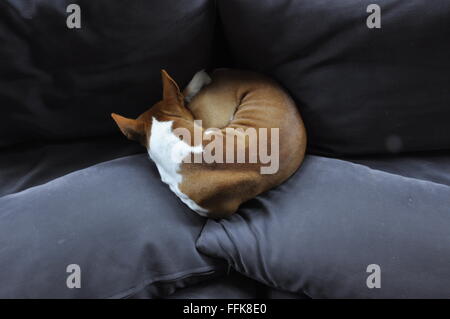 Basenji dog on couch Stock Photo