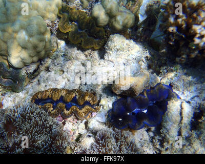 Group of Giant Clams, Tridacna maxima Stock Photo